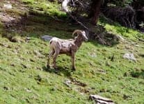 Sample 1 – Bighorn