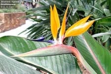 Sample 12 – Bird of paradise flower