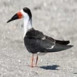 Sample 4 – Black skimmer