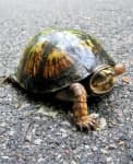 Sample 3 – Sea turtle