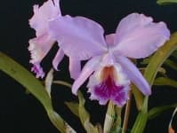 Sample 4 – Ruby lipped cattleya