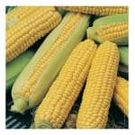 Sample 1 – Sweetcorn