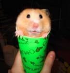 Sample 1 – Hamster