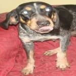 Sample 6 – Bluetick