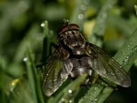 Sample 5 – Fly