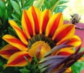 Sample 6 – Gazania