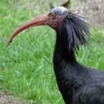 Sample 2 – Northern bald ibis