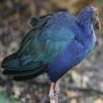Sample 1 – Purple gallinule