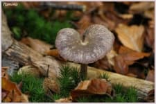 Sample 4 – Mushroom