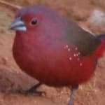 Sample 6 – African firefinch