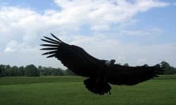 Sample 2 – Vulture