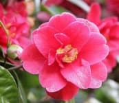 Sample 6 – Camellia