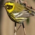 Sample 5 – Townsends warbler