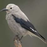 Sample 4 – Clarks nutcracker