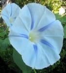 Sample 4 – Morning glory