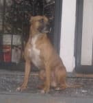 Sample 1 – American staffordshire terrier