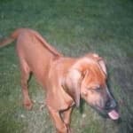 Sample 4 – Rhodesian