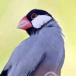 Sample 2 – Java sparrow