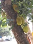 Sample 6 – Jackfruit