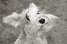 Sample 1 – Wire haired fox terrier
