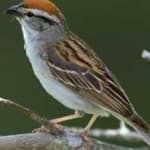 Sample 4 – Chipping sparrow