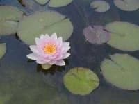 Sample 3 – Water lilly