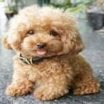 Sample 3 – Cockapoo