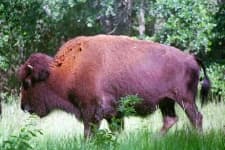 Sample 3 – Bison