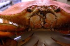 Sample 6 – Dungeness crab