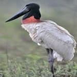 Sample 3 – Jabiru