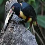 Sample 4 – Collared aracari
