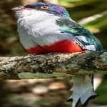 Sample 2 – Cuban trogon