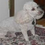 Sample 2 – Poodle