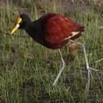 Sample of Northern jacana
