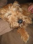 Sample 2 – Irish terrier