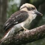 Sample of Kookaburra