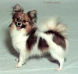 Sample 3 – Papillon