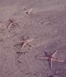 Sample 4 – Starfish