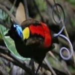 Sample 6 – Wilsons bird of paradise