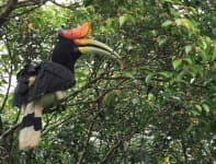 Sample 2 – Hornbill