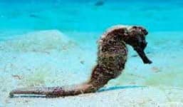 Sample 3 – Seahorse