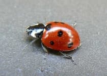 Sample 2 – Ladybug