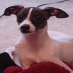 Greyhound image dataset preview