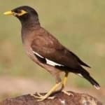 Sample 5 – Myna