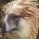 Sample 2 – Philippine eagle