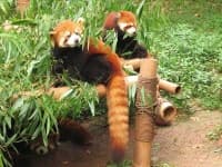 Sample 2 – Lesser panda