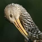 Sample 1 – Limpkin