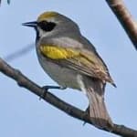 Sample 4 – Gold wing warbler