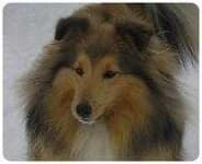 Sample 3 – Shetland sheepdog