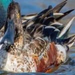 Sample 3 – Northern shoveler
